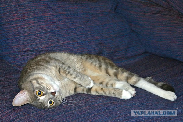 Состоятельный котовторник