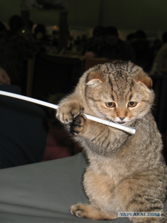 Котовторник 06.12.2011