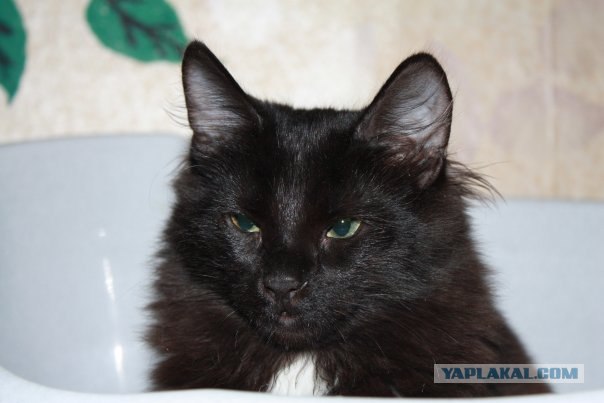Котовторник 20.12.2011