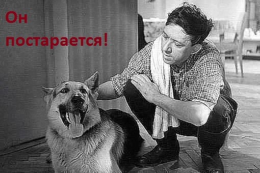 Гид по породам собак