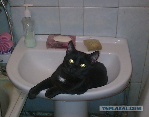 Котовторник (28.02.2012)