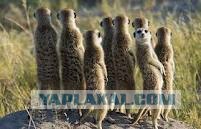 Котэ в шоке.