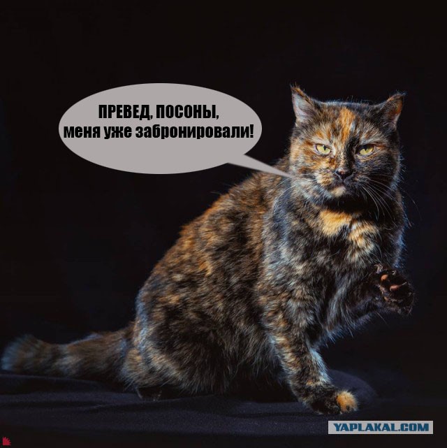 Бездомные уральские коты стали фотомоделями, чтобы найти новых хозяев