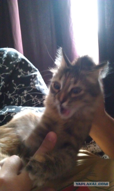 Котовторник  4.09.12
