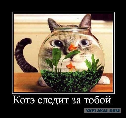 Самые смешные снимки животных за 2012 год