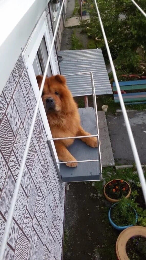 Живность из сети