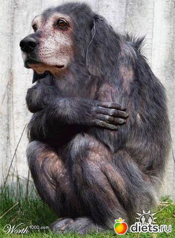 В мире животных