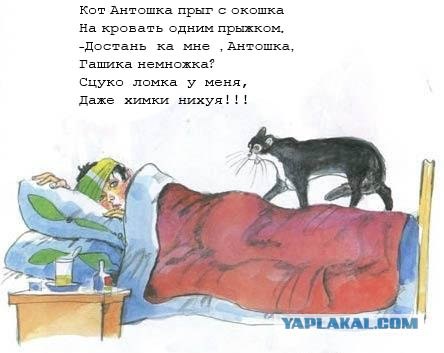 Кот, Антошка и порошок