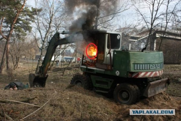 Вырубка леса наказана