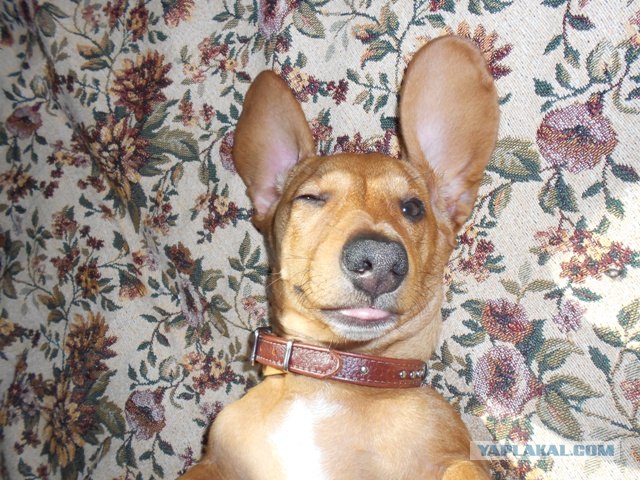 Можно я с краешку прилягу?