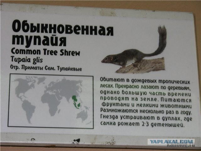 ТП пришла покорять страну