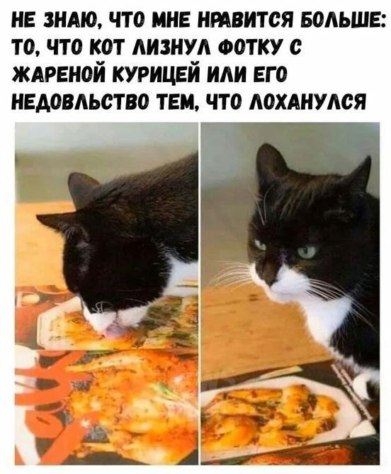 Весёлый полтишок 11.01.23