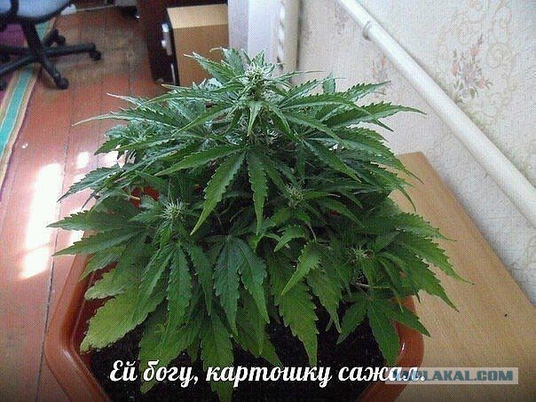 Последний ягель Галактики