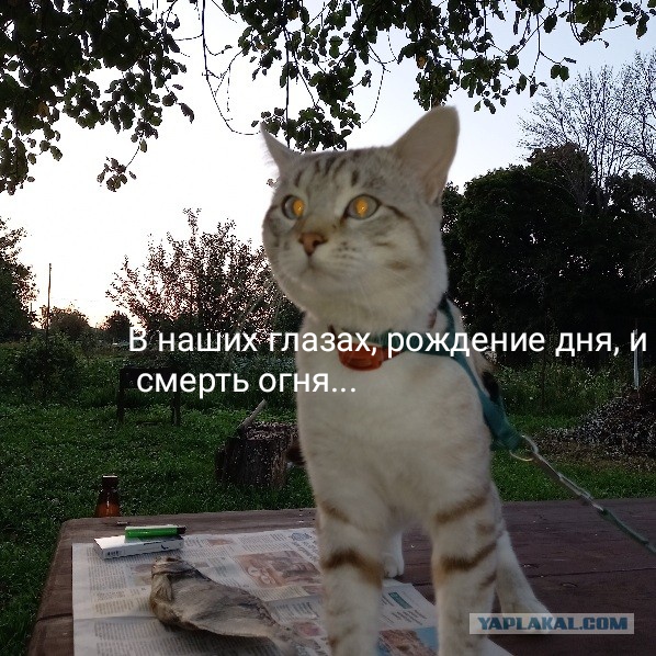 "Меня зовут Арлекино": суть женщин не меняется  в любые времена