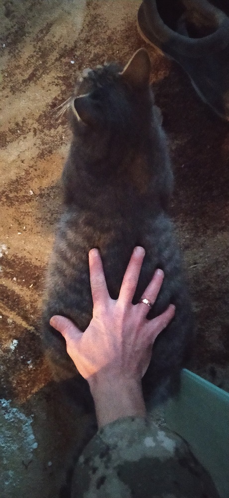 Эталон Яповского кота