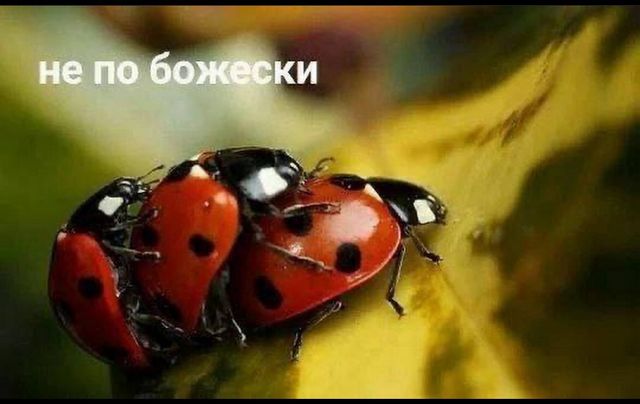 Завалялось тут случайно немного забавных картинок
