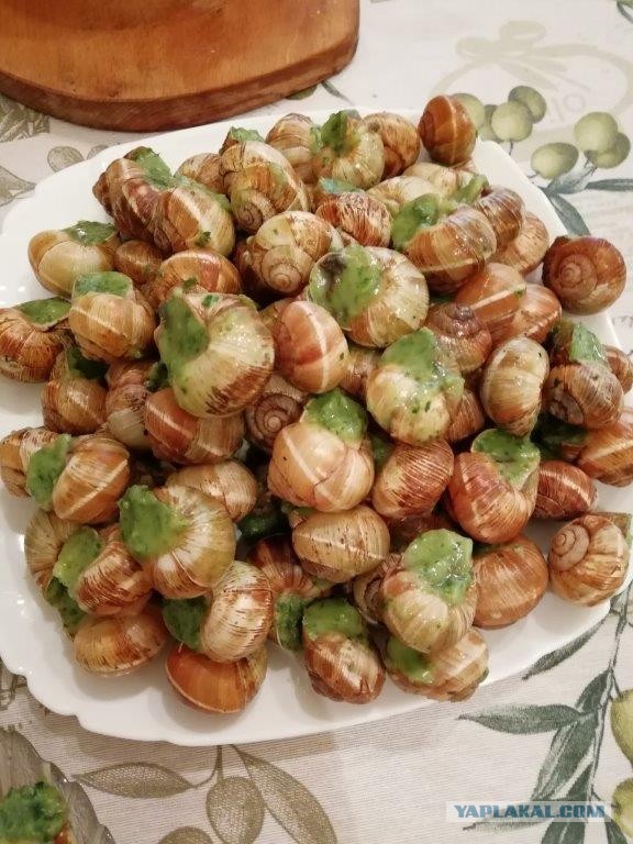 Супруги создали ферму с улитками, мясо которых потребляют в дорогих ресторанах