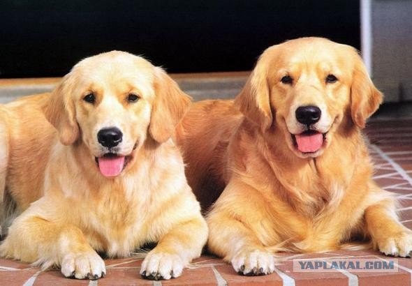 Породы собак для семьи