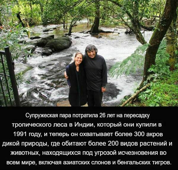 Белый слон и другие картинки