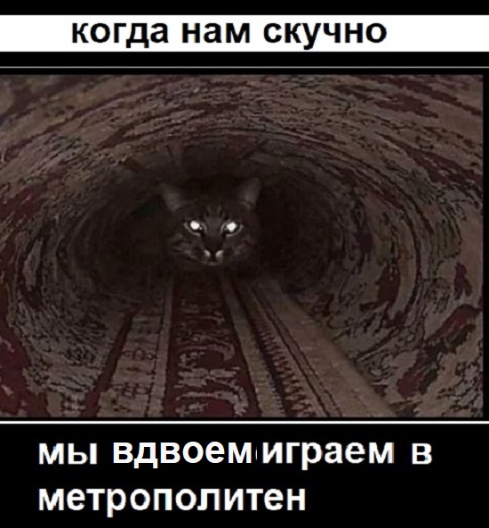 В Сети завирусился котик, который старательно делает себе лежанку из пледа