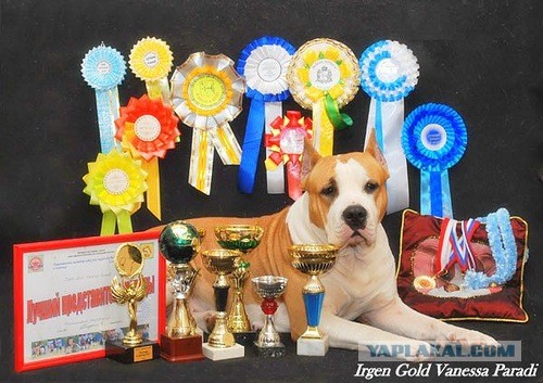 Посвящается противникам бойцовских пород