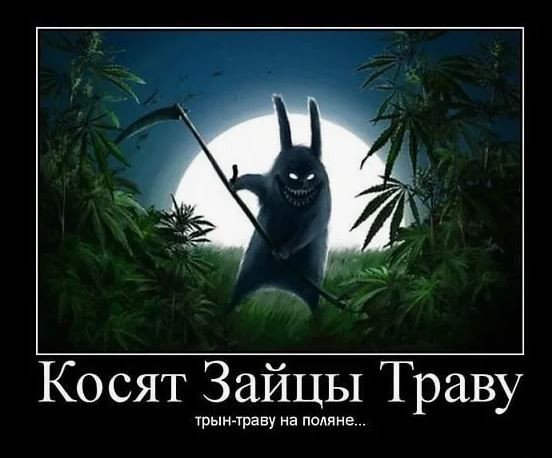 Что за трынь-траву косили зайцы?