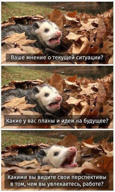 Психомемы-17