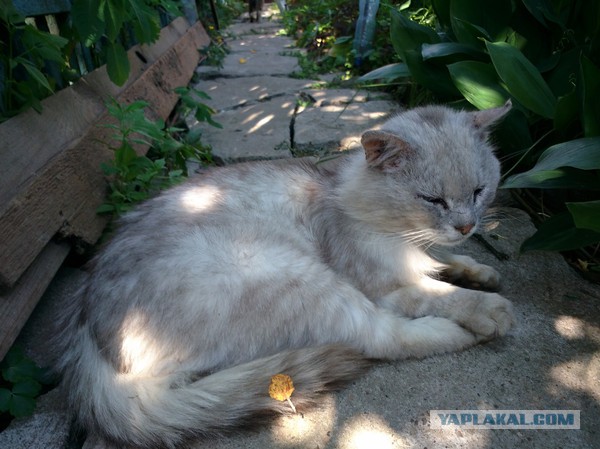 Котовторник 10.06.2014