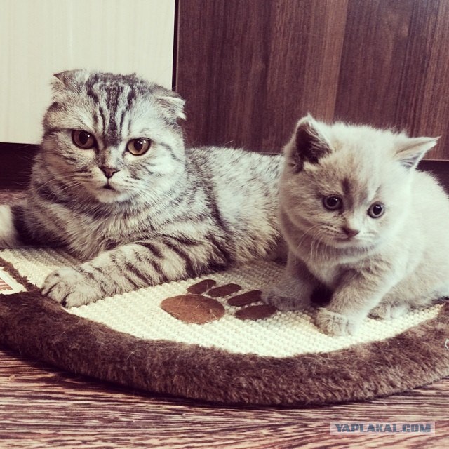 Котовторник 22.07.14