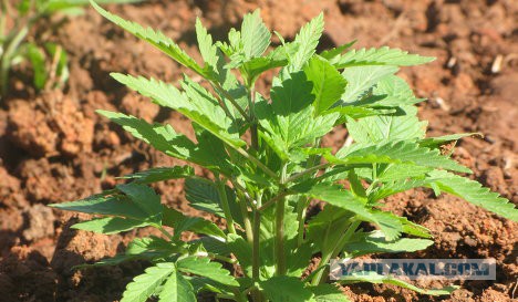 Плюсомет со шпалометом