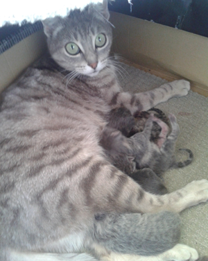 Котовторник