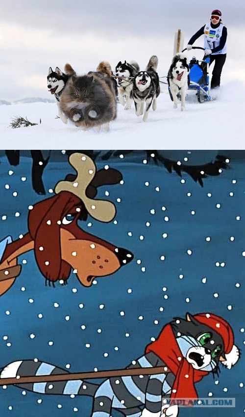 Ну очень жабельно