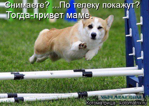 Собакочетверг 17.09.2015