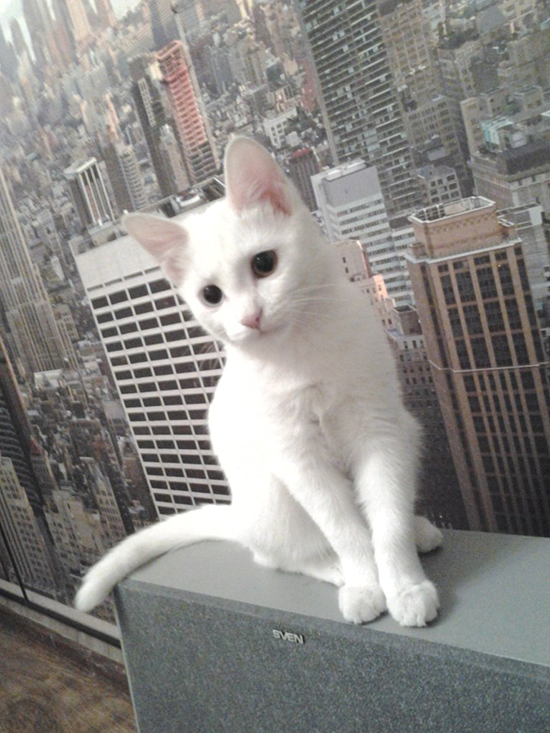Котовторник  01.03.2016