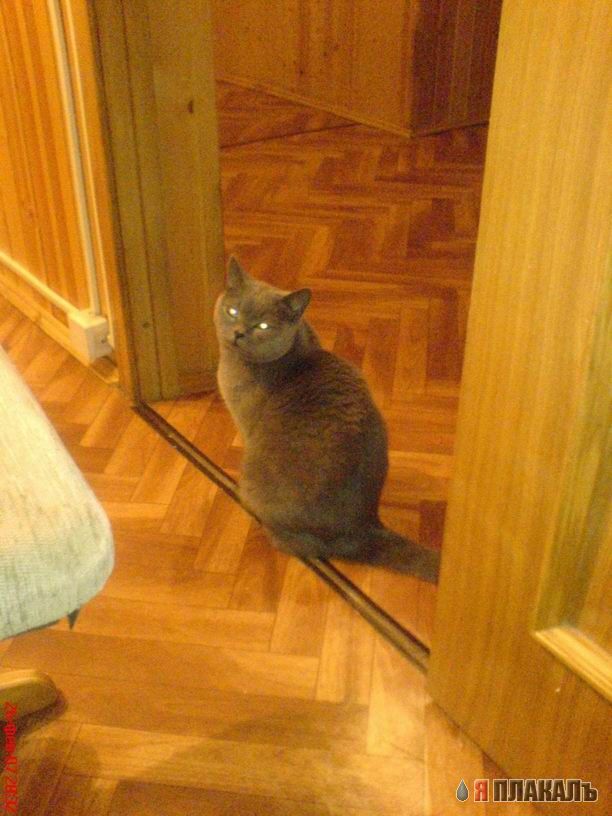 Вторничный котомёт