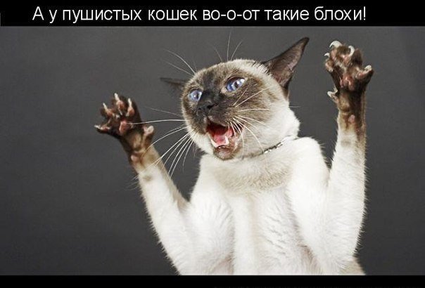 Мохнатые беспредельщики