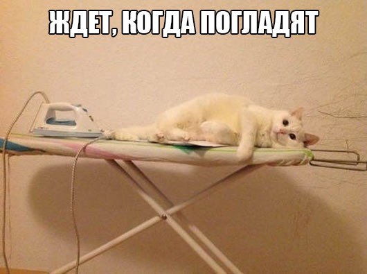 Прикольные животные