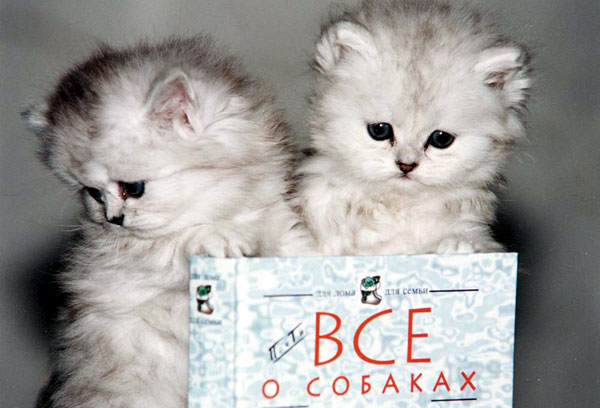 Котовторник на ЯПе! (12.02.08), Ураааа!