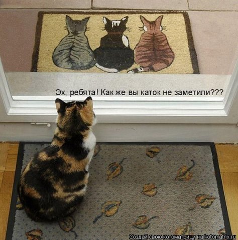 Коты из сети
