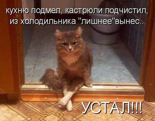 Коты из сети