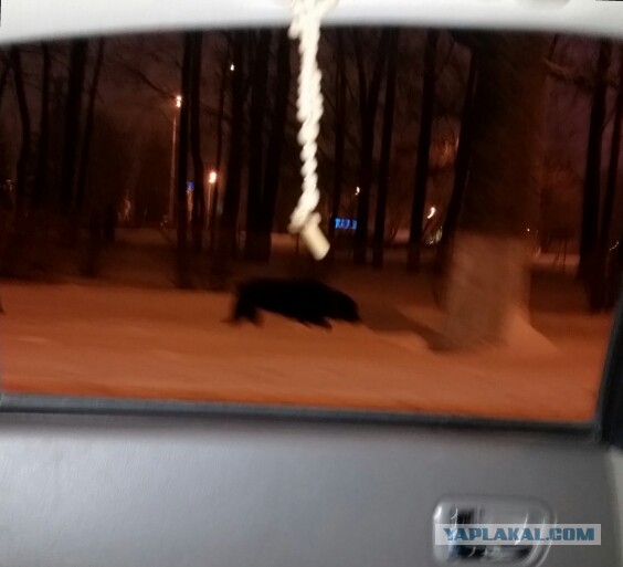 Жуткий случай запечатлела камера в одном из дворов Петрозаводска