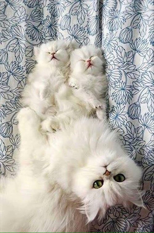 Коты из сети