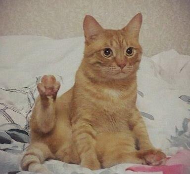 Коты и Кошки