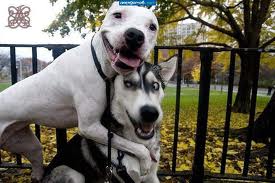 ЯП ошибся может быть :)