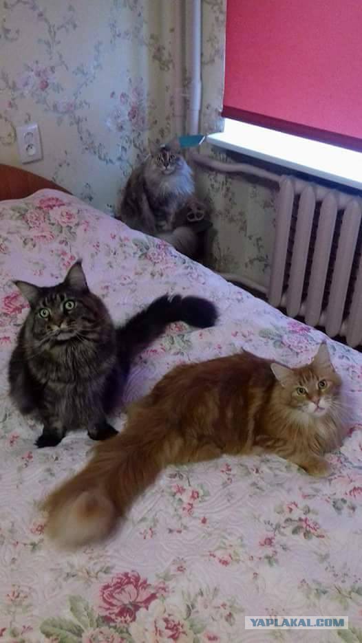 Котовторник 07.11.2017