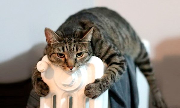 Коты и Кошки