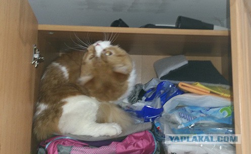 Котовторник