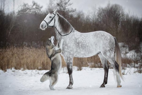 Живность из сети