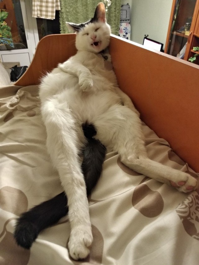Неадекватные коты