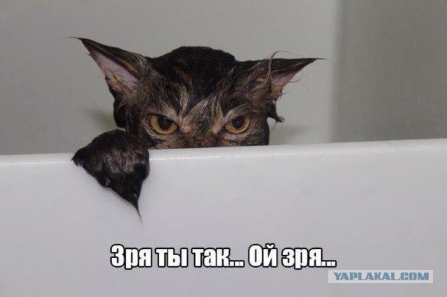 Ненавижу кота